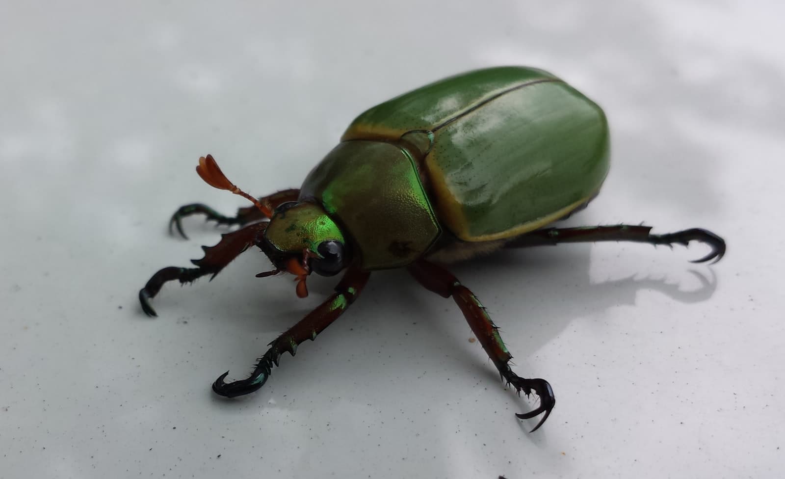 Ironclad Beetles vs Tardigrades: Two Different Roads to Near-Invincibility in Nature